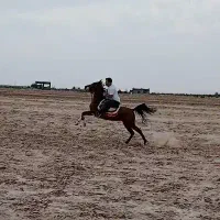 اسب مادیان سواری
