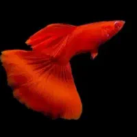 پرورش ماهی آکواریومی|ماهی|اهر, |دیوار