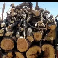 خرید درخت و چوب بام با قیمت بالا و هرسکاری|خدمات باغبانی و درختکاری|تبریز, |دیوار