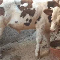 گاو یا گوساله نر سیمینتال