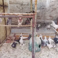 پرنده|پرنده|ری, ملک‌آباد|دیوار
