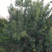 فروش /باغ شهری