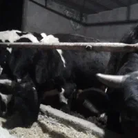 گوساله پرواری|حیوانات مزرعه|ضیاء آباد, |دیوار