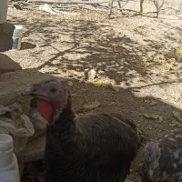 بوقله نر و ماده هفت ماهه واکسن زده|حیوانات مزرعه|یاسوج, |دیوار