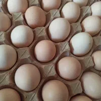 تخم مرغ