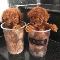 سگ تاینی توی