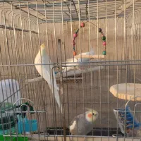 عروس هلندی‌ خونگی، سالم و کاملاً رام