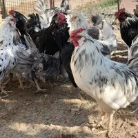 مرغ و خروس گلین|حیوانات مزرعه|پاکدشت, پاکدشت (مامازند)|دیوار