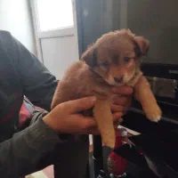 واگذاری توله سگ