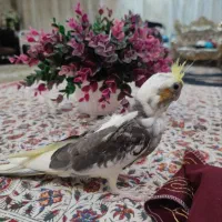 جوجه عروس هلندی لوتینو دوکت|پرنده|پیشوا, |دیوار