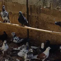 بوم پرشی|پرنده|اصفهان, سرشبادران|دیوار