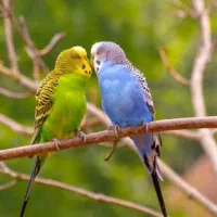 مرغ عشق سالم سرحال.