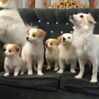 توله اشپیتز پامر