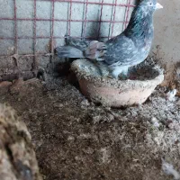 کبوترای پرشی خوش سو بپر ساعتی