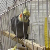 عروس هلندی|پرنده|مشکین‌دشت, |دیوار