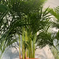 اریکا تنه دار