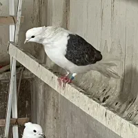 کبوتر ماده پشدار کاکلی|پرنده|کرج, حصارک بالا|دیوار