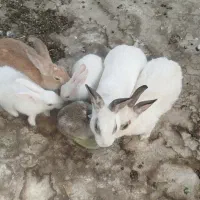 خرگوش نرو ماده و بچه