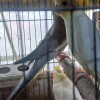 فروش عروس هلندی بالغ