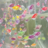 ماهی کالر وید