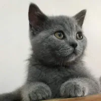 گربه اسکاتیش اصیل