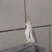 عروس هلندی