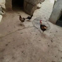 مرغ وخروس فروشی