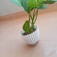 گل دیفن