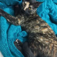 گربه مشکی|گربه|اسفراین, |دیوار