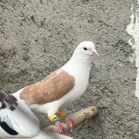 کبوتر پشت زرد و یه جفت ساده