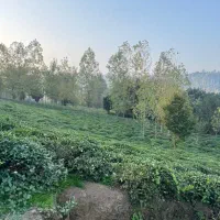 715متر پروانه دار سنددار|فروش زمین و ملک کلنگی|املش, |دیوار