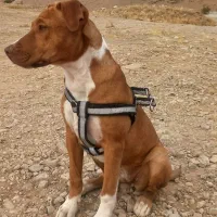 پبتبول|سگ|جاجرود, |دیوار