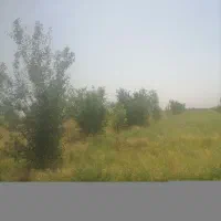 فروش شلغم دامی