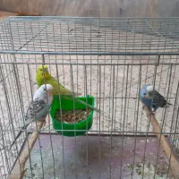 پرنده  ۳عدد