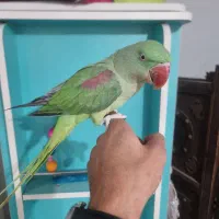 شاه طوطی نر ۶ماهه رام درحال سخنگویی درشت ایرانی|پرنده|تهران, ده‌ونک|دیوار