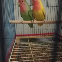 طوطی ۲۵۰۰|پرنده|بندر کنگان, |دیوار