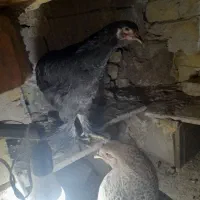 مرغ خروس