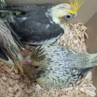 جوجه عروس هلندی|پرنده|میناب, |دیوار