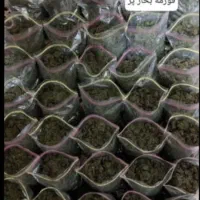 سبزی رامهرمز