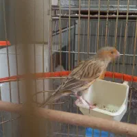 قناری نر بخون|پرنده|قوچان, |دیوار