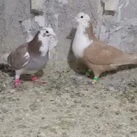 دوتا کبوتر نر