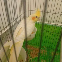 یک جفت عروس هلندی دستی. بشرط سخنگو بودن دستی بودن|پرنده|شاهینشهر, شهرک گلدیس|دیوار