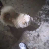 توله سگ پامرین خرسی|سگ|کرمانشاه, |دیوار