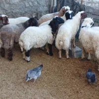 بره نر|حیوانات مزرعه|شباب, |دیوار