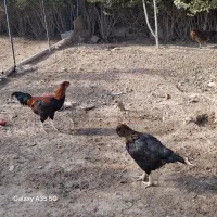 فروش خروس و مرغ|حیوانات مزرعه|اسلامشهر, کاشانک|دیوار