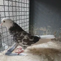 کفترای عالی و زیبا قبمت مقطوع