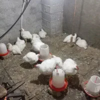 مرغ گوشتی ارگانیک بدون دارو