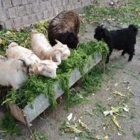 ۴عدد بزغاله|حیوانات مزرعه|دزفول, |دیوار