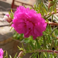 اجاره زمین  کشاورزی|اجارهٔ دفتر صنعتی، کشاورزی، تجاری|کوهدشت, |دیوار