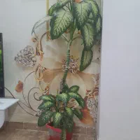 گل دیفن باخیا